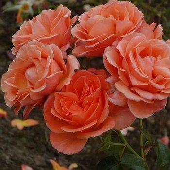Роза флорибунда ‘SunsetBoulevard’
